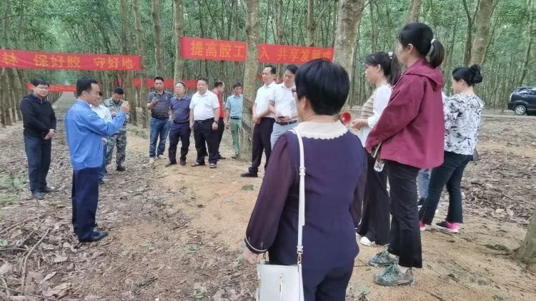 全國(guó)割膠冠軍張健給各單位學(xué)員做標(biāo)準(zhǔn)化膠園建設(shè)及割膠技術(shù)的經(jīng)驗(yàn)介紹。.jpg